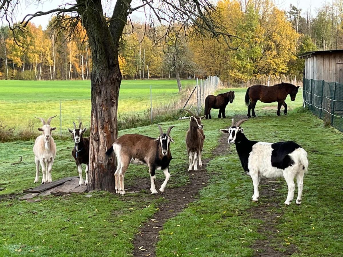 Ferienhof Olbasee Kleinsaubernitz Bagian luar foto