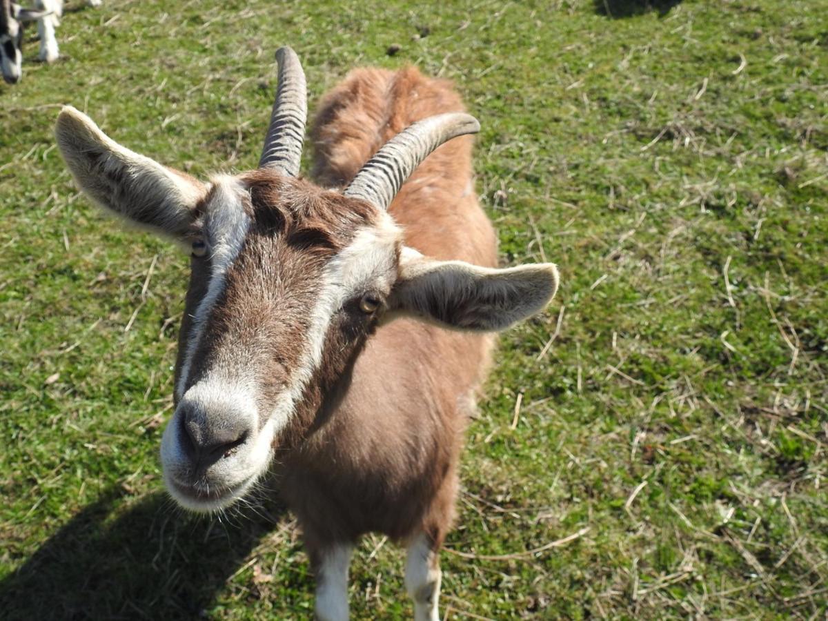 Ferienhof Olbasee Kleinsaubernitz Bagian luar foto
